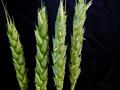 گندم نان، bread wheat